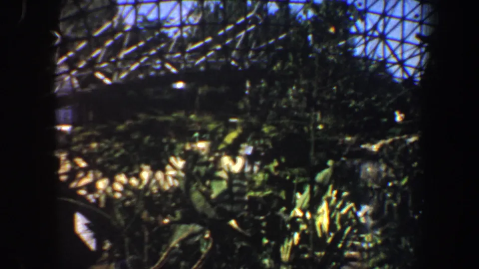 1964 8mm Saint Louis travel frame with dark film borders, leafy foreground detail, and a bridge-like structure at upper left.