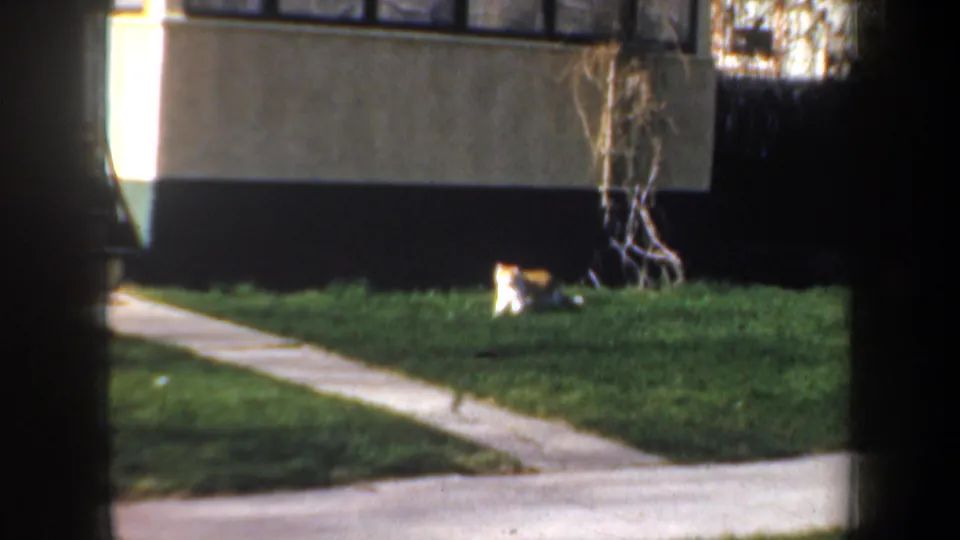A tabby cat rests on the front lawn near the foundation and walkway in 1957 Wyoming home-movie footage.
