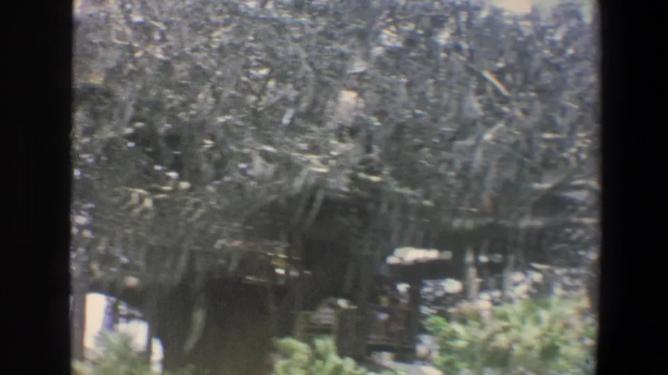 1973 Walt Disney World home-movie frame showing a moss-draped tree and dark thatched structure above tropical landscaping.
