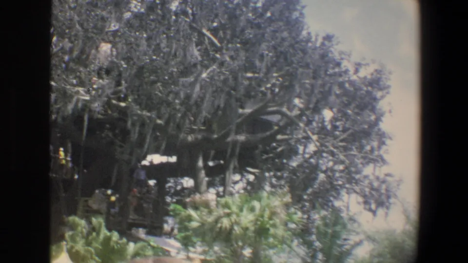 1973 Walt Disney World frame with a large moss-draped tree, dark wooden or thatched structure, greenery, and bright sky.