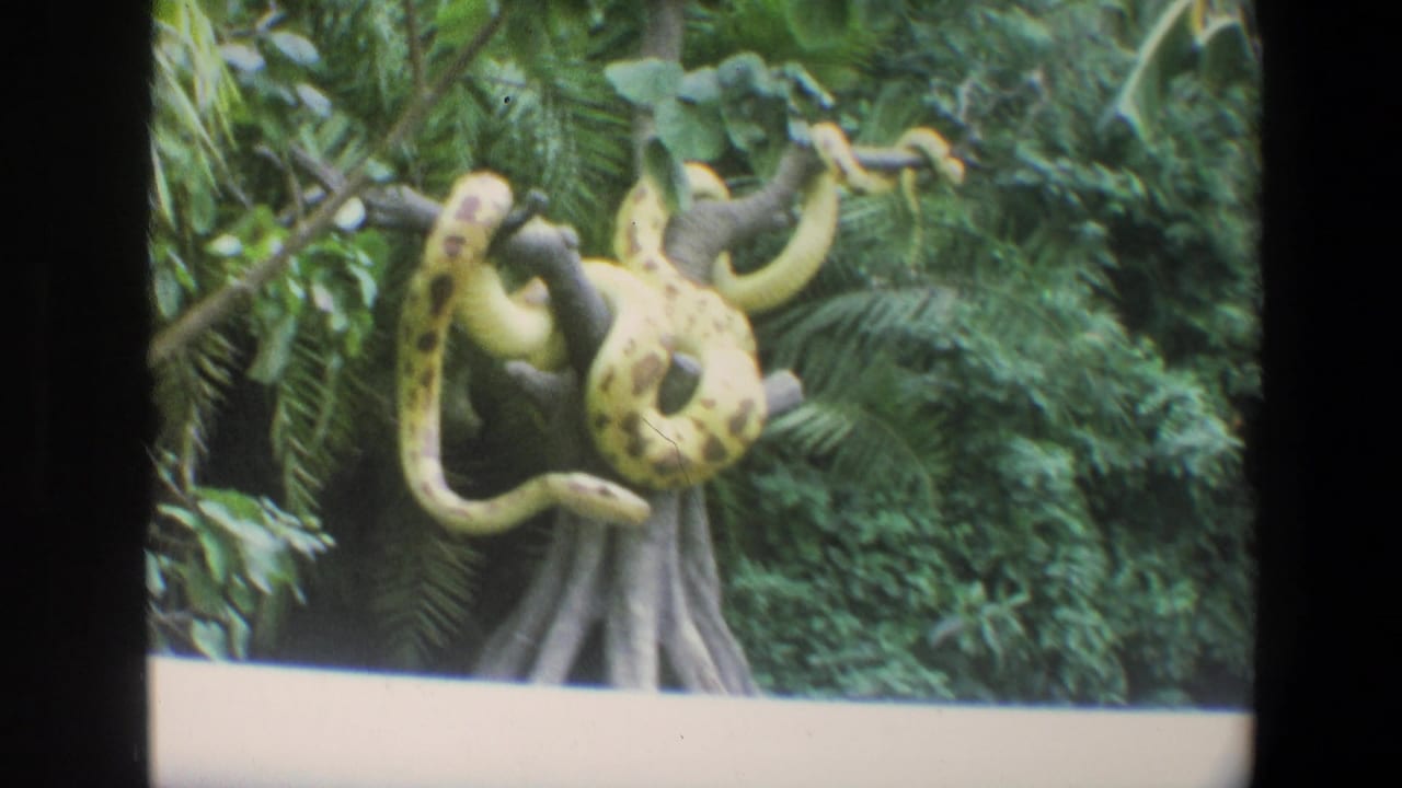 1973 Walt Disney World home-movie frame showing a yellow spotted snake display in lush greenery, bordered by dark ride-window edges.