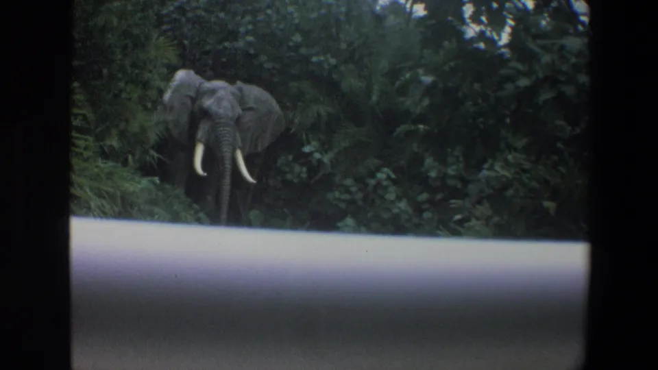 1973 Walt Disney World home-movie frame showing an elephant with prominent tusks framed by tropical planting and a ride barrier.