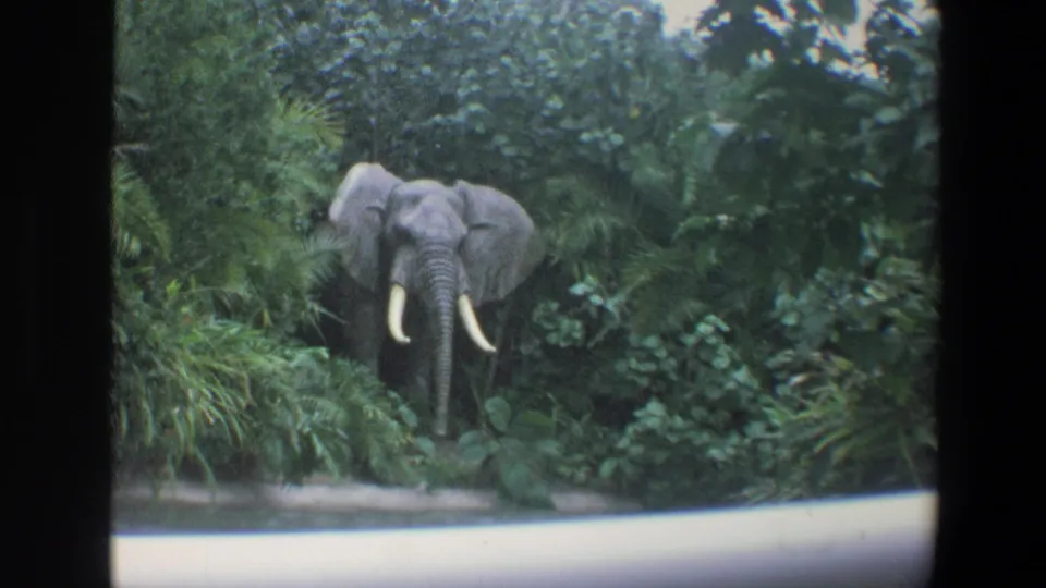 1973 Walt Disney World home-movie frame with an elephant in green vegetation, viewed from a ride vehicle at the Florida park.