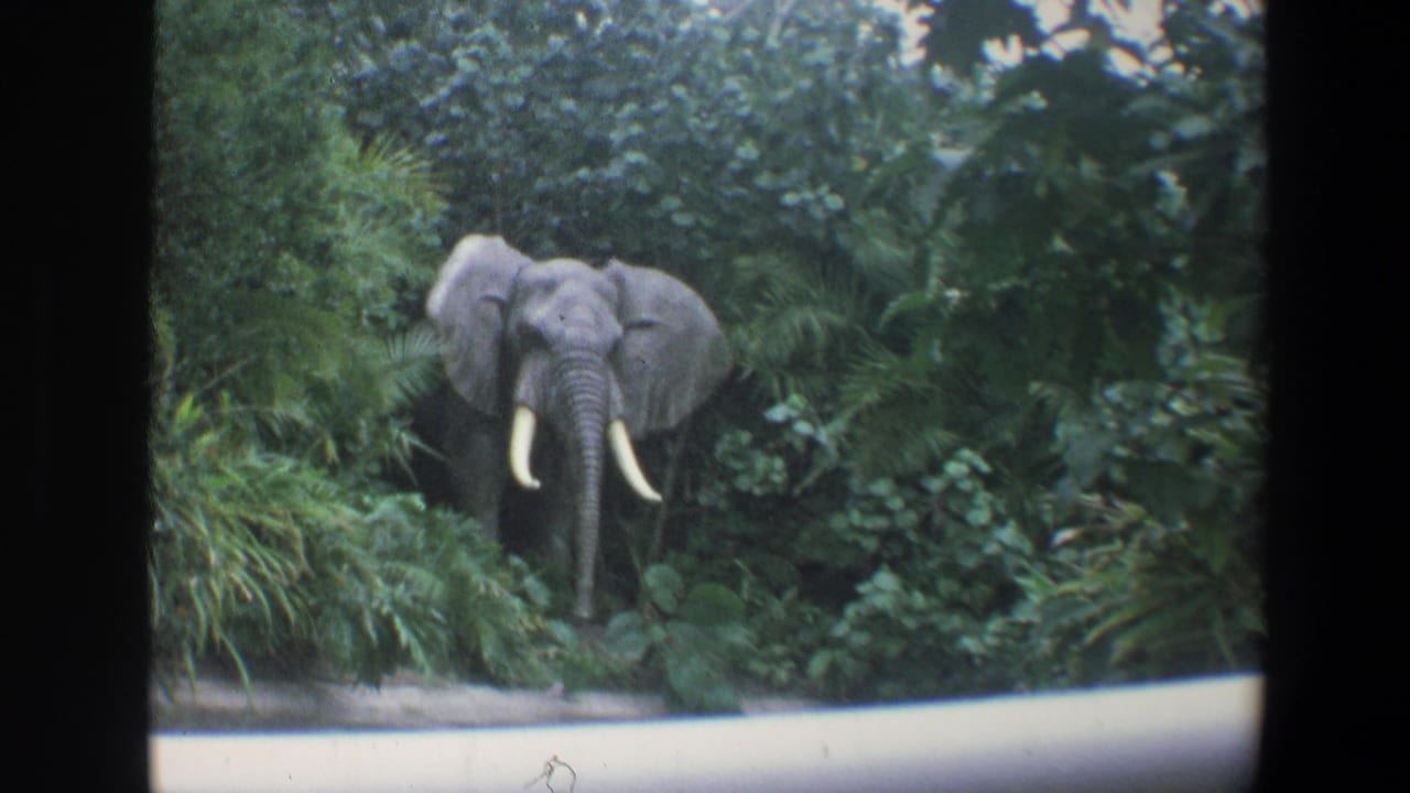 1973 Walt Disney World home-movie frame showing an elephant with tusks amid lush greenery, filmed from a visitor viewpoint.