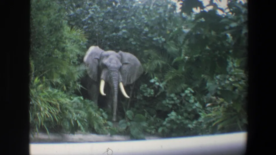 1973 Walt Disney World home-movie frame showing an elephant with tusks amid lush greenery, filmed from a visitor viewpoint.