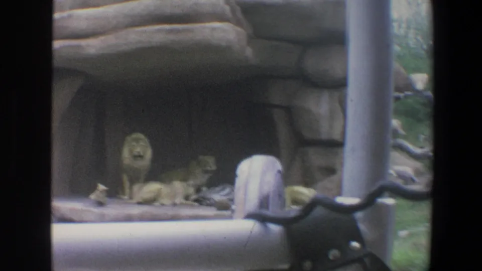 1973 Walt Disney World frame of lions resting in a rocky den, viewed through dark vehicle-window dividers.