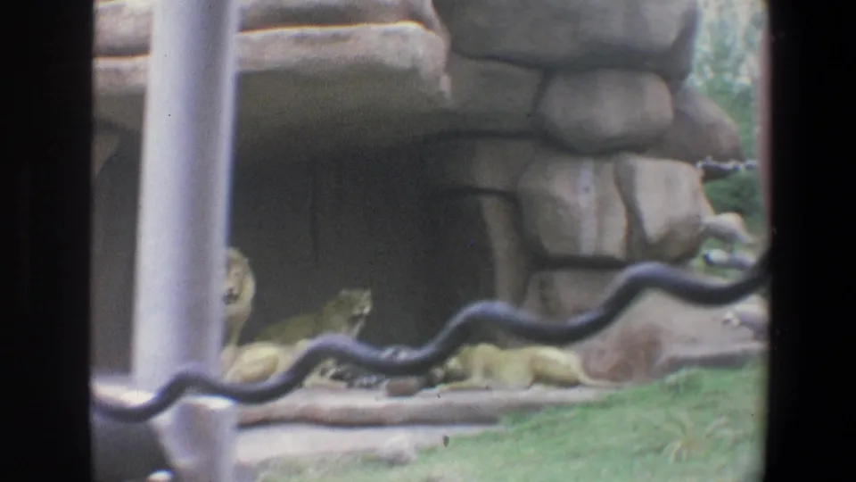 1973 Walt Disney World home-movie frame with resting lions near a rock wall, partly blocked by window framing.