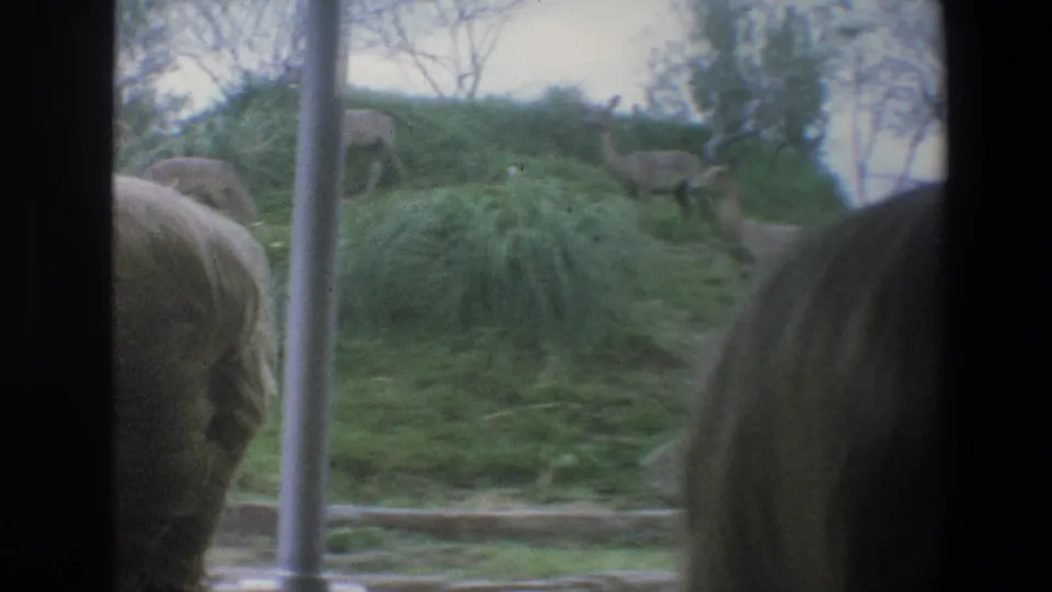 1973 Walt Disney World frame showing enclosure landscaping and partially visible large animals through the moving vehicle window.