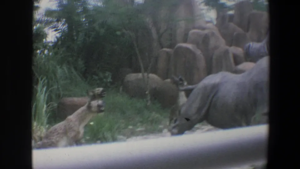 Drive-through safari view showing a rhinoceros near grass and themed rocks, with another animal partly visible at the left edge.