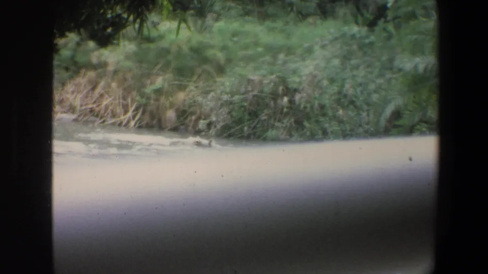 1973 Walt Disney World home-movie frame showing landscaped greenery behind a pale concrete barrier.
