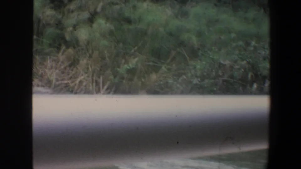 Soft 8mm view of Walt Disney World landscaping, with shrubs, grass, a pale barrier, and dark film edges.