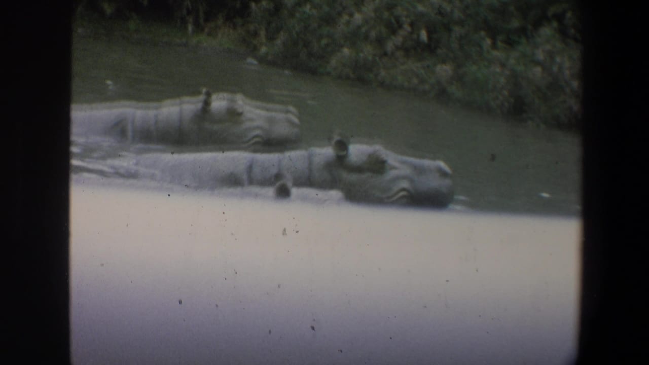Hippos partly submerged in a murky pool behind a pale foreground barrier.