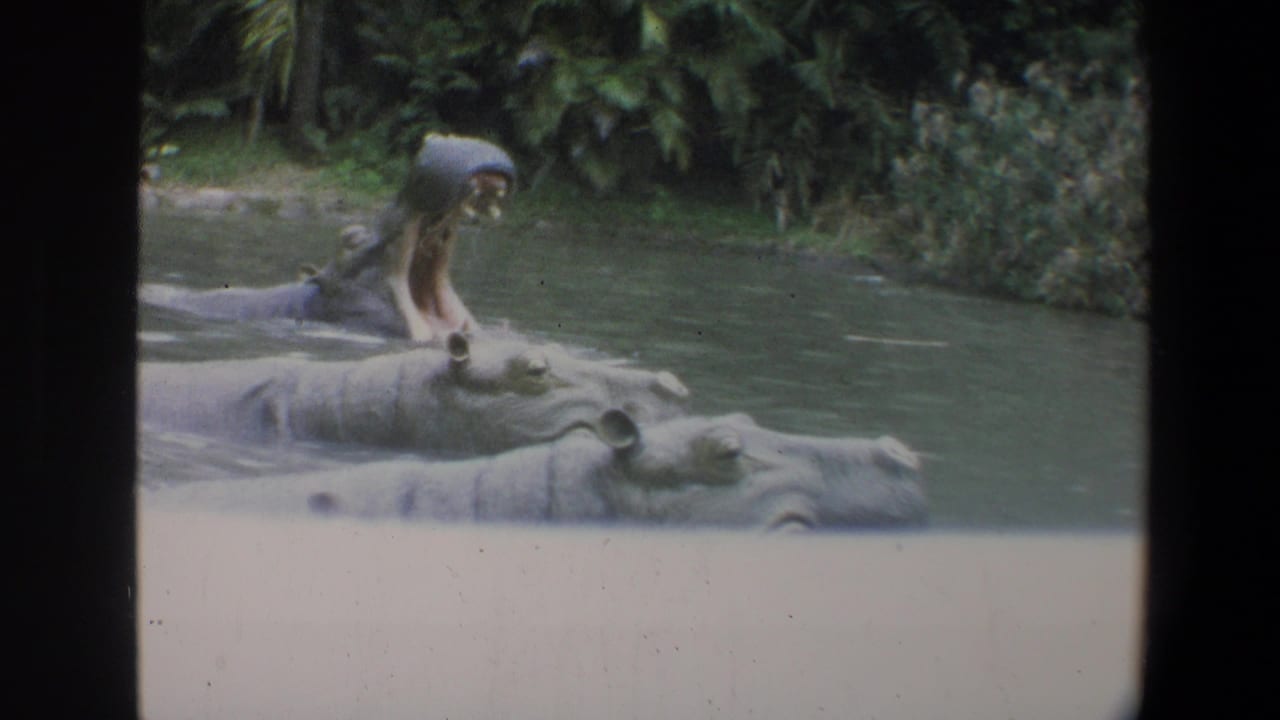 A hippo opens its mouth wide in the pool while other hippos remain partly submerged.