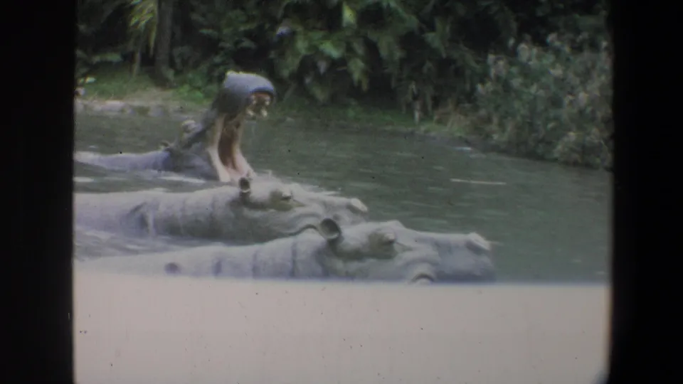1973 Walt Disney World 8mm frame with one hippo yawning widely in a shallow pool near other submerged hippos.