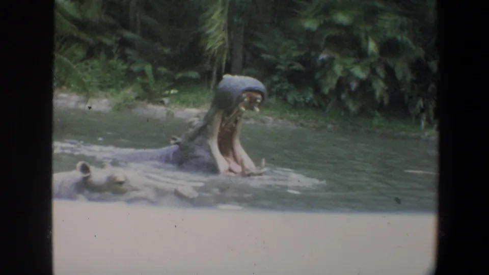 1973 Walt Disney World 8mm frame showing a hippo with its mouth open in a green pool, framed by foliage and a low barrier.