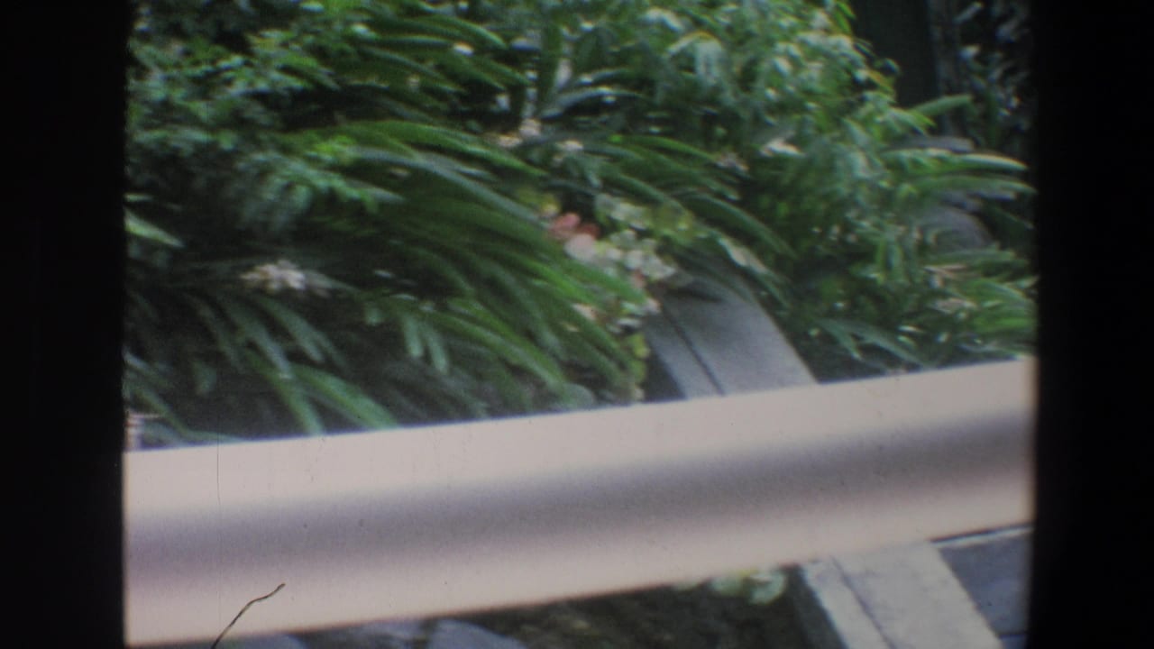 Tropical plants and a pale railing with a walkway or enclosure edge beyond.