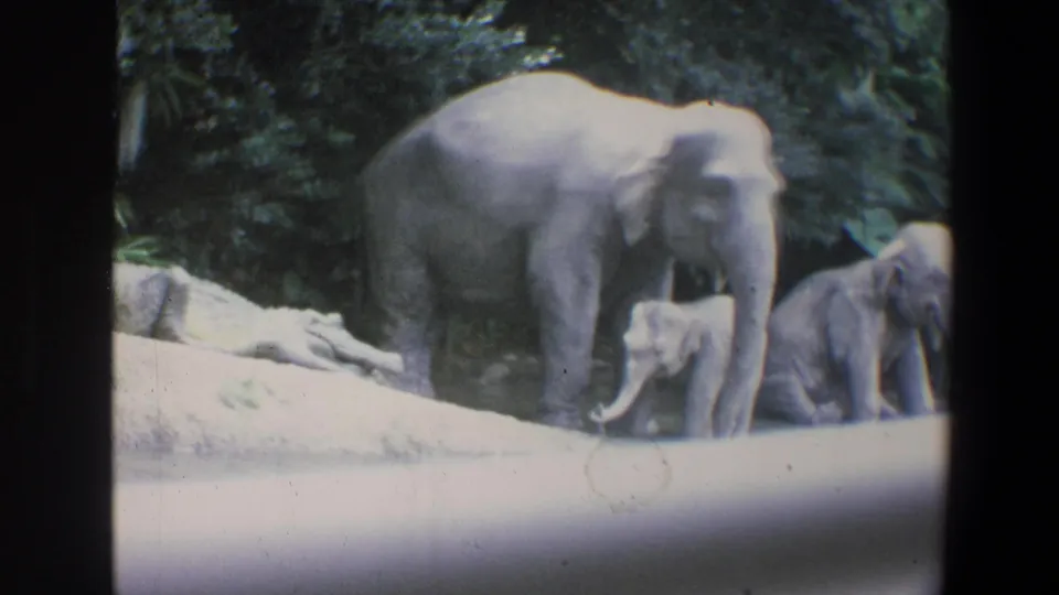 1973 Walt Disney World frame showing elephants, including a calf, in a landscaped enclosure behind a pale barrier.