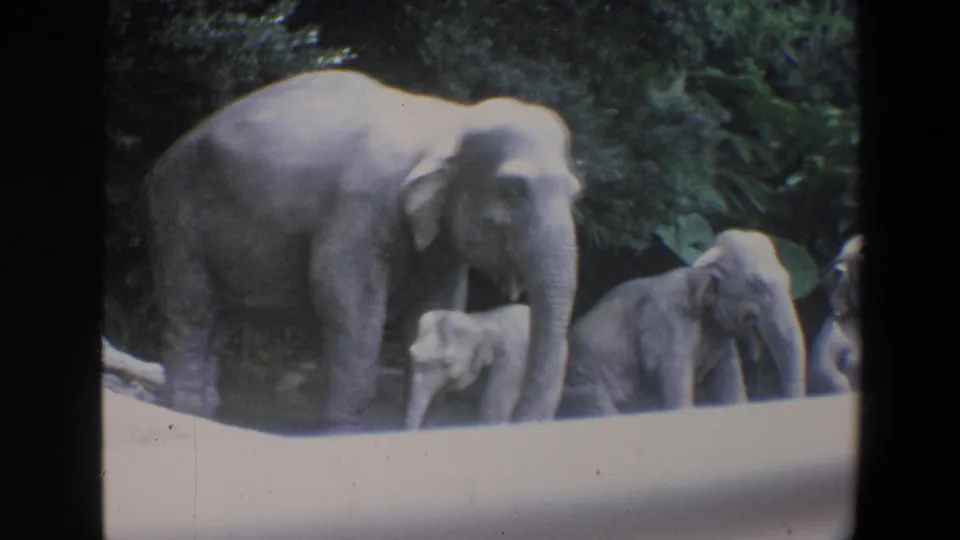 Walt Disney World home-movie frame showing adult elephants and a calf standing near foliage in a park enclosure.