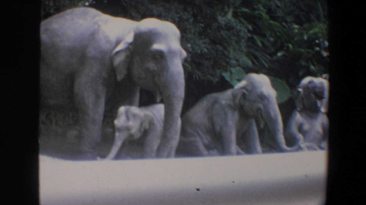 1973 Walt Disney World home-movie frame showing an adult elephant with young calves near foliage behind a pale barrier.