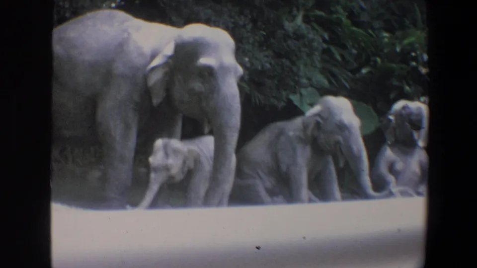 1973 Walt Disney World home-movie frame showing an adult elephant with young calves near foliage behind a pale barrier.