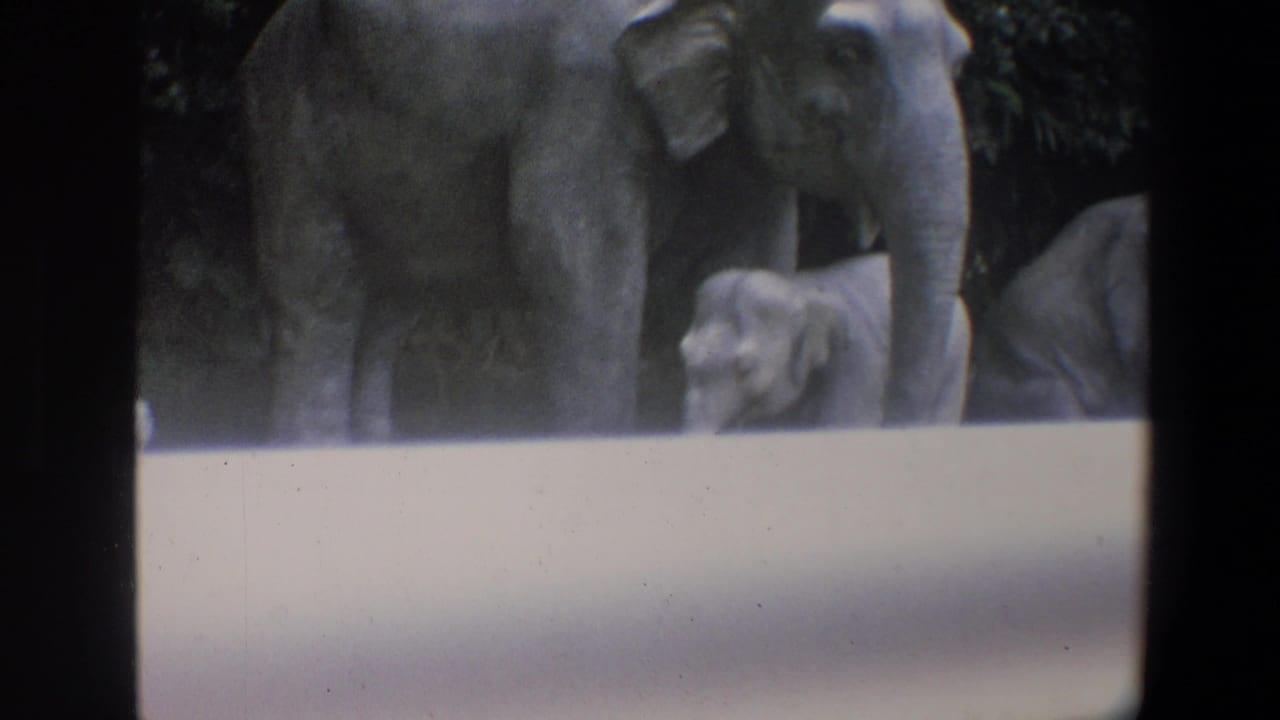 Adult elephant and calf moving beside a barrier with enclosure foliage behind them.