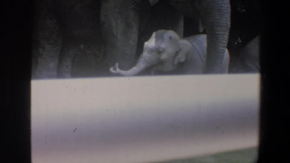 1973 Walt Disney World home-movie frame showing a young elephant beside an adult, filmed from across a barrier.