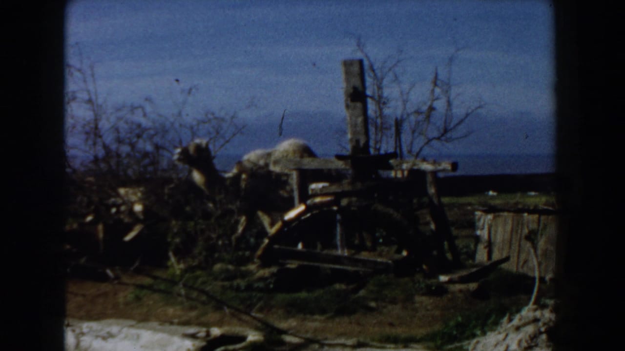 Camel beside a wooden wheel mechanism with sacks on its back under a blue sky.