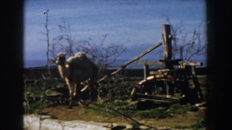 1959 Casablanca home-movie still showing a loaded camel beside a wooden labor mechanism and sparse trees.