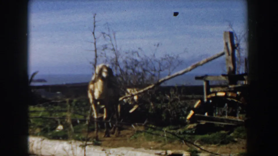 1959 Casablanca frame with a camel facing forward beside a wooden work wheel in an open setting.
