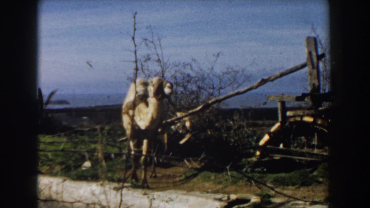 A tan camel stands near a wooden cart in Casablanca home-movie footage from 1959, with dirt ground and a blue sky behind it.