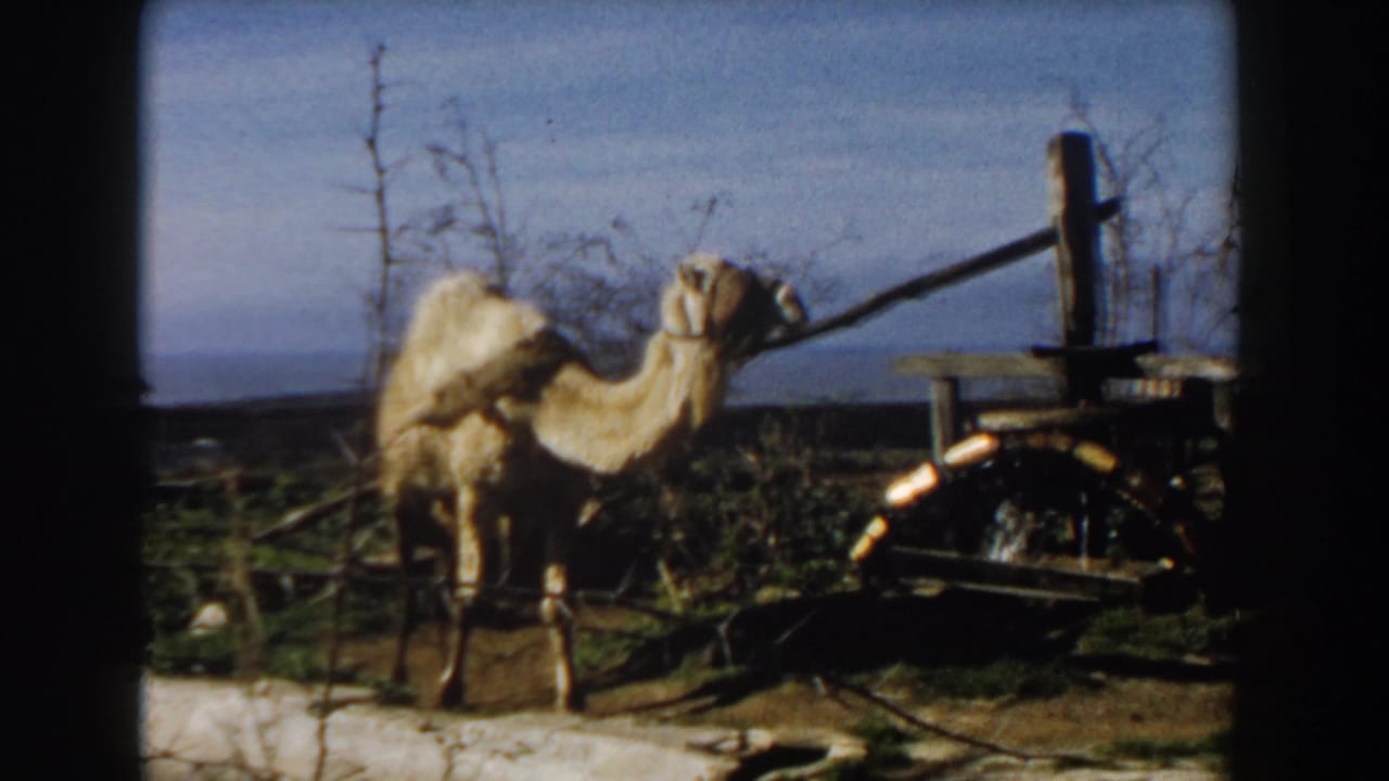 Tan camel in profile walking beside a weathered wooden cart.
