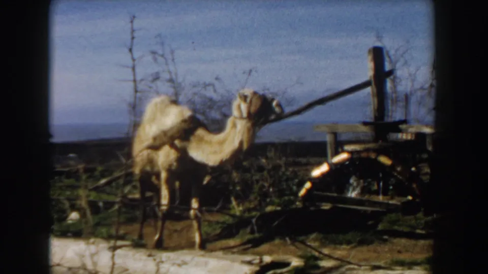 A tan camel walks past a wooden cart in the 1959 Casablanca footage, with sparse brush and a distant horizon in view.