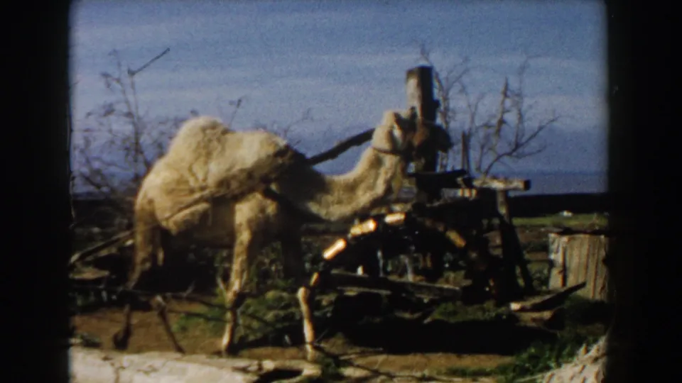 The camel continues along the dirt path beside the weathered cart, seen in soft 8mm color and grain.
