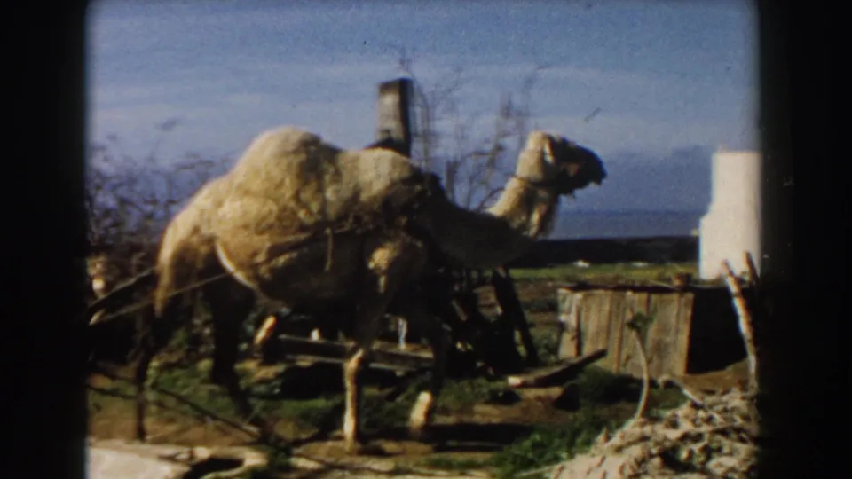 A tan camel moves across the frame near the cart, with scrub, dirt ground, blue sky, and a white structure at the right edge.