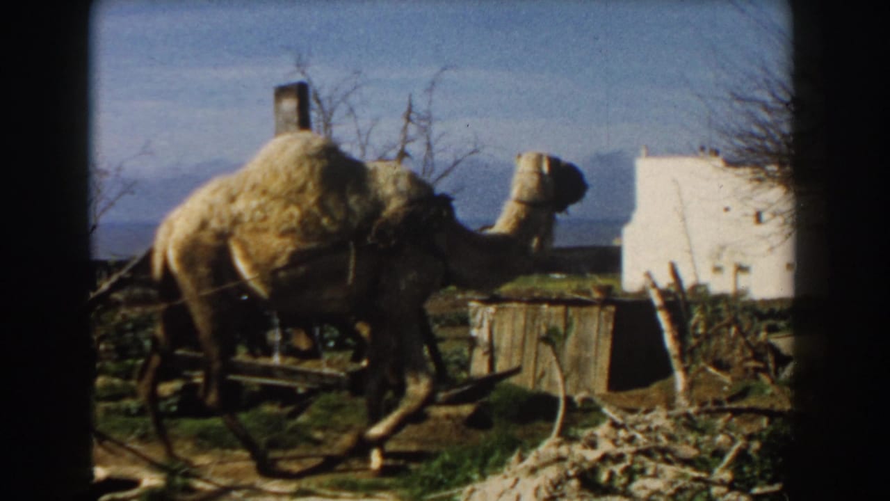 Dromedary camel in harness walking beside a wooden water-wheel mechanism.