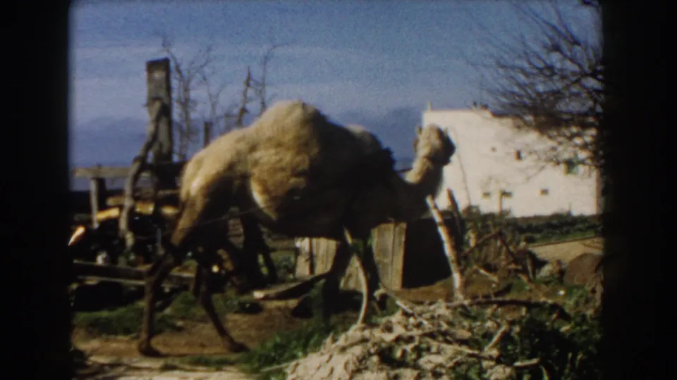 1959 Casablanca frame with a dromedary camel in harness passing a wooden irrigation mechanism in a sunlit rural setting.