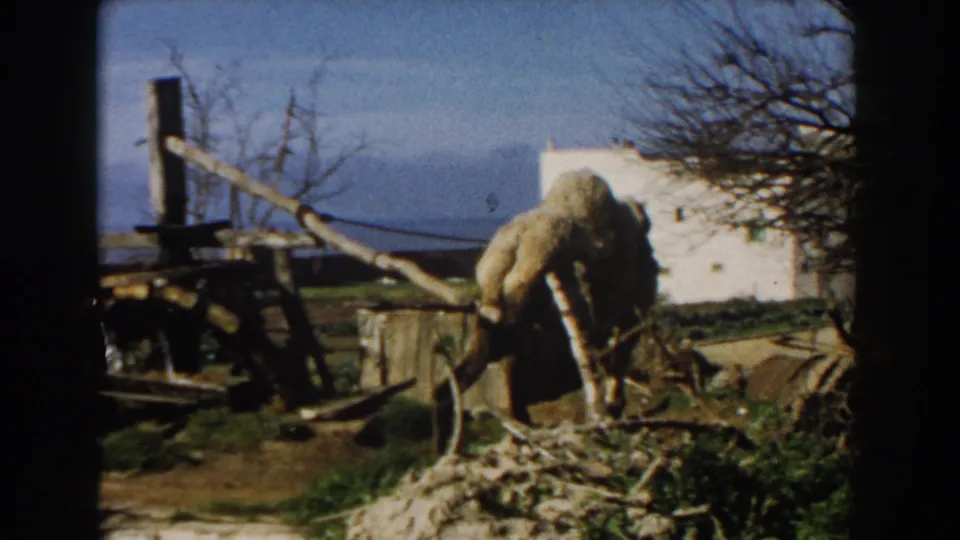 1959 Casablanca home-movie frame showing the harnessed camel from behind as it works near a wooden arm and rough stone border.