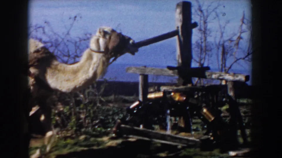1959 Casablanca frame with the camel's head and neck near a wooden beam, showing the harness connection to the irrigation apparatus.