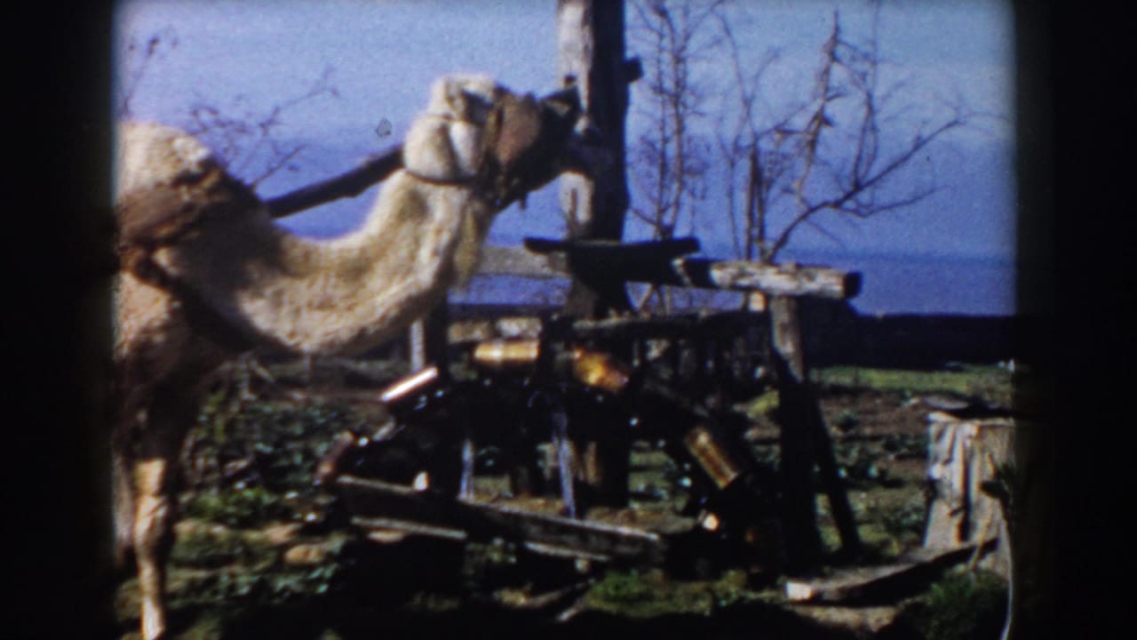 1959 Casablanca home-movie frame showing a camel beside rustic wooden rails, bare branches, and open ground.