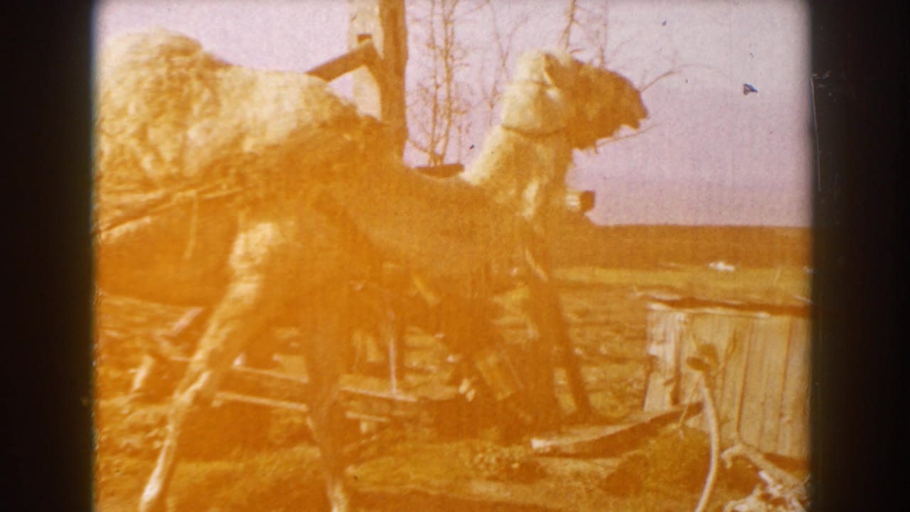 Camel moving past a rustic wooden structure in warm overexposed light.