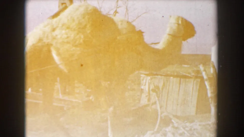 Faded 1959 Casablanca 8mm frame showing the camel in profile beside a small weathered wooden structure.