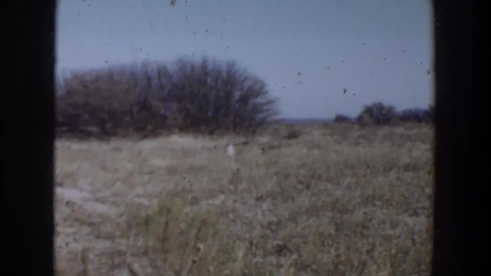 1957 Lubbock field view with dry grass, low brush, clear sky, and a small white animal moving in the middle distance.