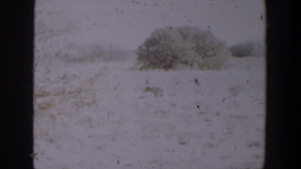 1957 Lubbock 8mm frame showing a small dog nearly blending into a snowy open field, with a dark bush or low tree beyond.