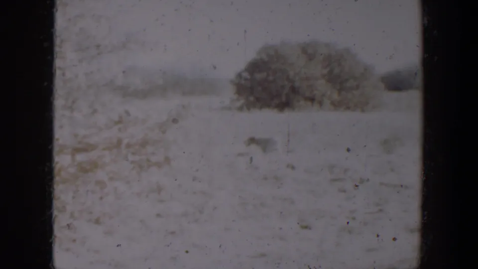 A soft 8mm view of a snowy Lubbock field in 1957, with a small dog low in frame and a dark bush beyond it.