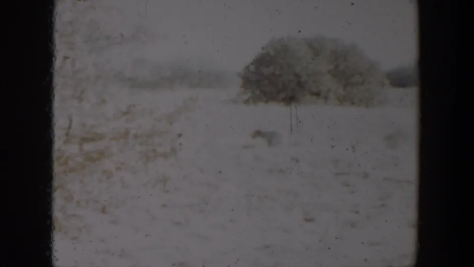 1957 Lubbock-area 8mm frame of a snow-covered field with a shrub and a small indistinct animal-like shape nearby.