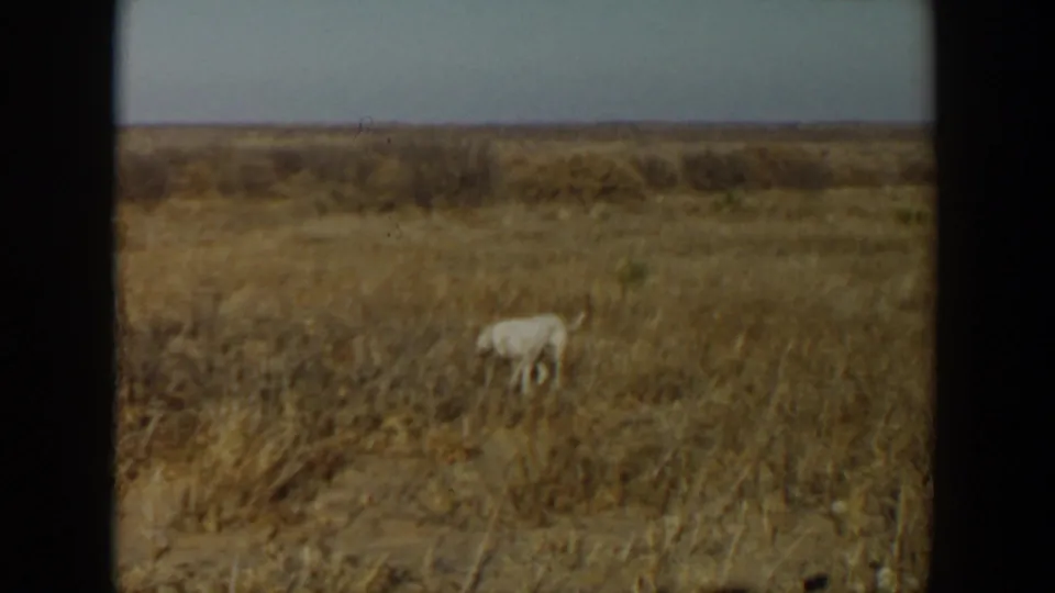 A white dog stands in dry 1957 Lubbock pastureland, surrounded by grass and low brush.