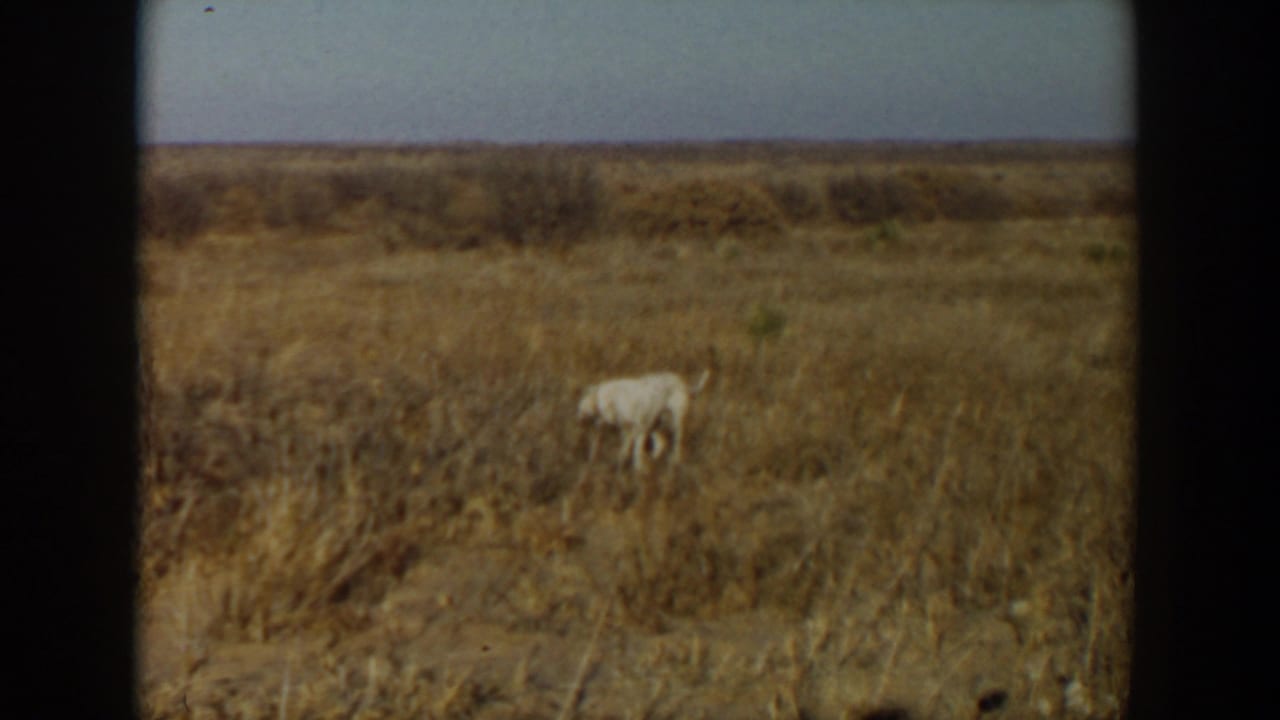Cream-colored dog standing in a dry field under a pale sky.