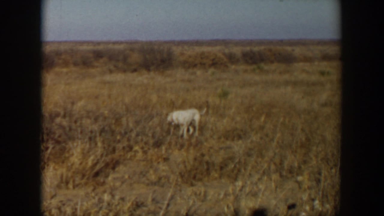 Dog standing nearly still in tall dry grass with a low horizon behind it.