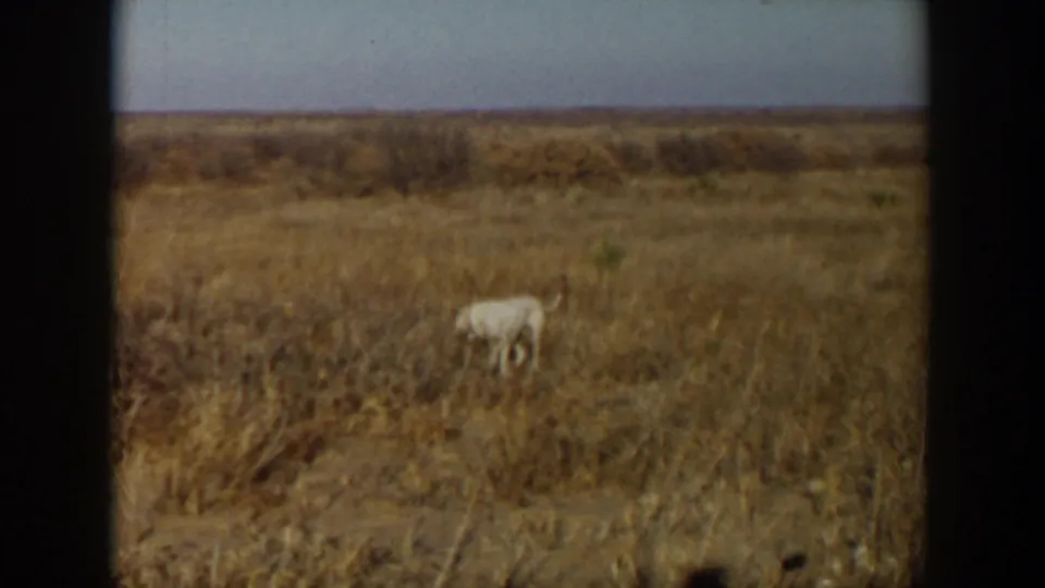 A cream-colored dog remains in a dry Texas field, framed by soft-focus 8mm film edges.