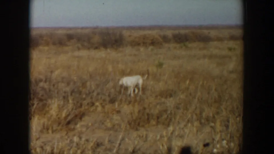 The dog appears to sniff or lower its head in a dry field in 1957 Lubbock home-movie footage.
